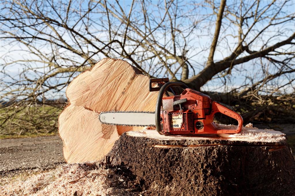 Tree Removal