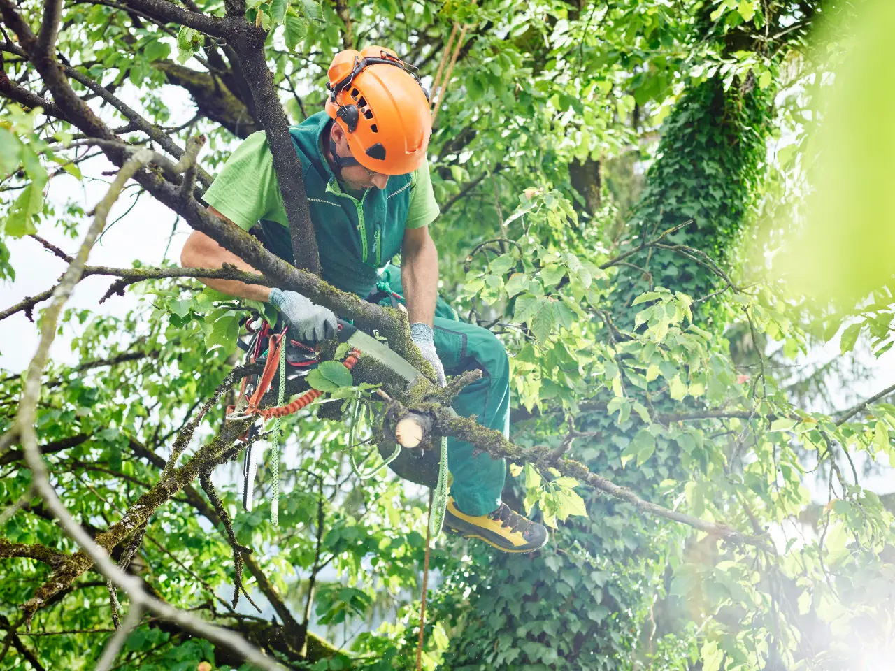 Trimming branches in a grassy residential yard