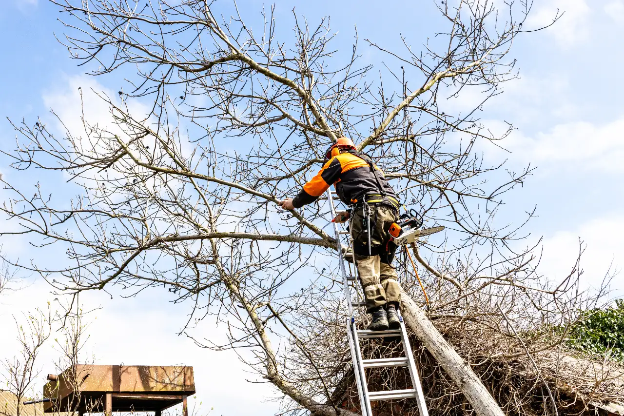 Tree Trimming crew working on a residential property in Hanover, MA