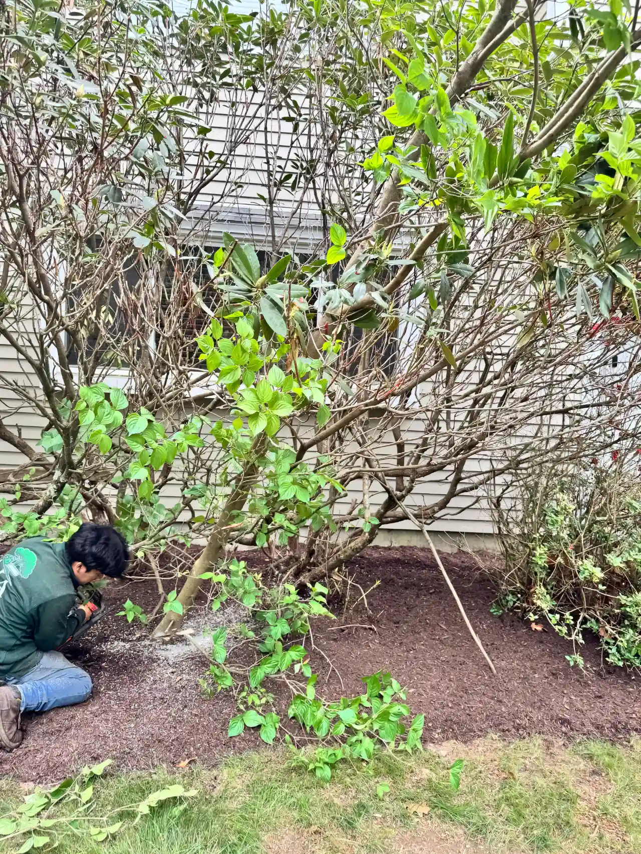 Completed yard cleanup job on a residential lot in Norwell