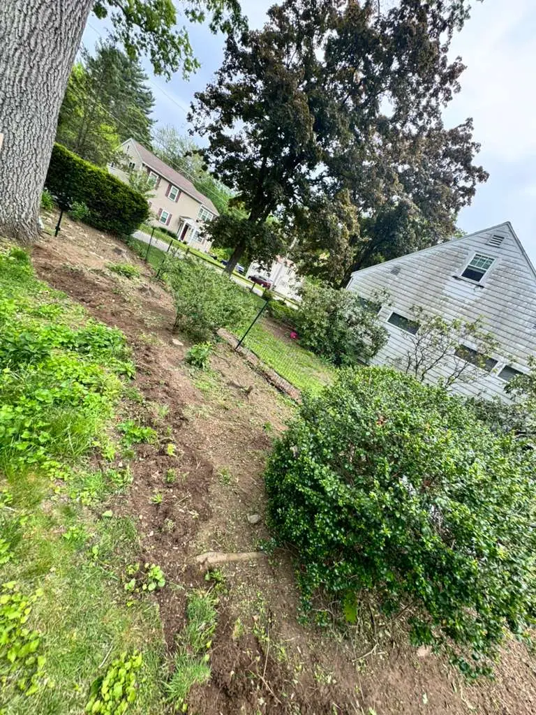 Yard Cleanup work in progress in Hanover, MA