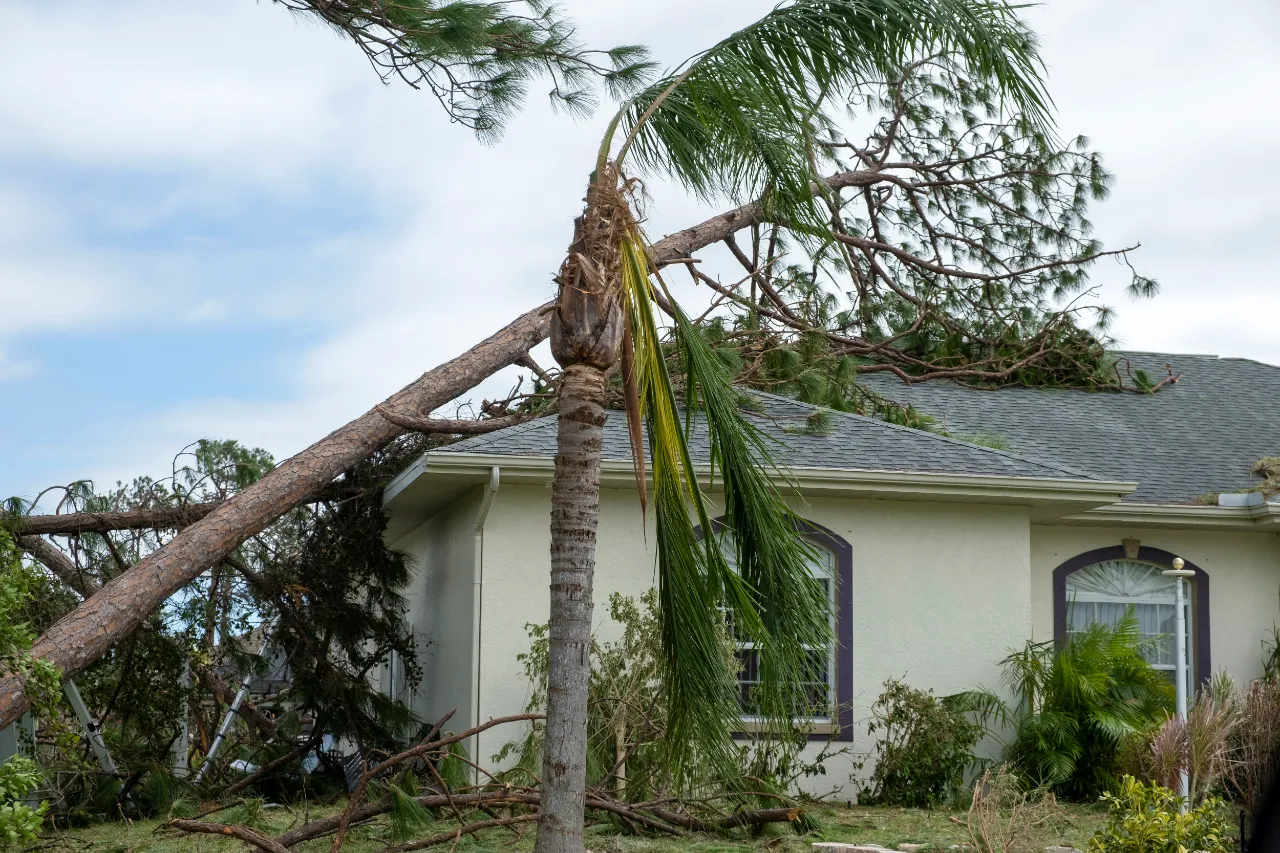 Uprooted tree damaging a house roof after storm