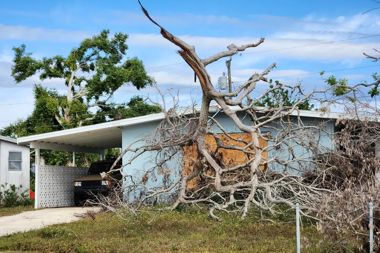 Large tree fallen after hurricane winds