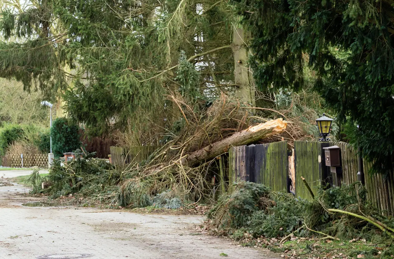 Fallen tree blocking a suburban road after a storm