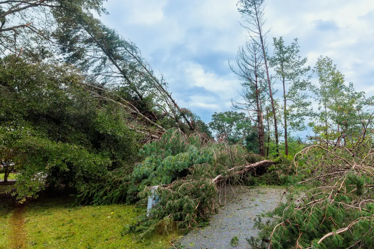 Multiple fallen trees blocking access after storm