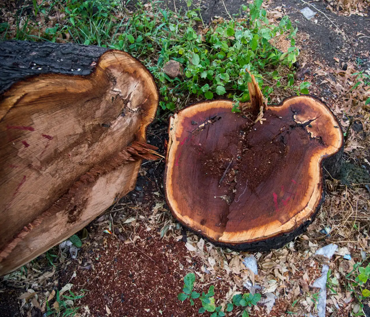 Freshly cut tree stumps ready for grinding