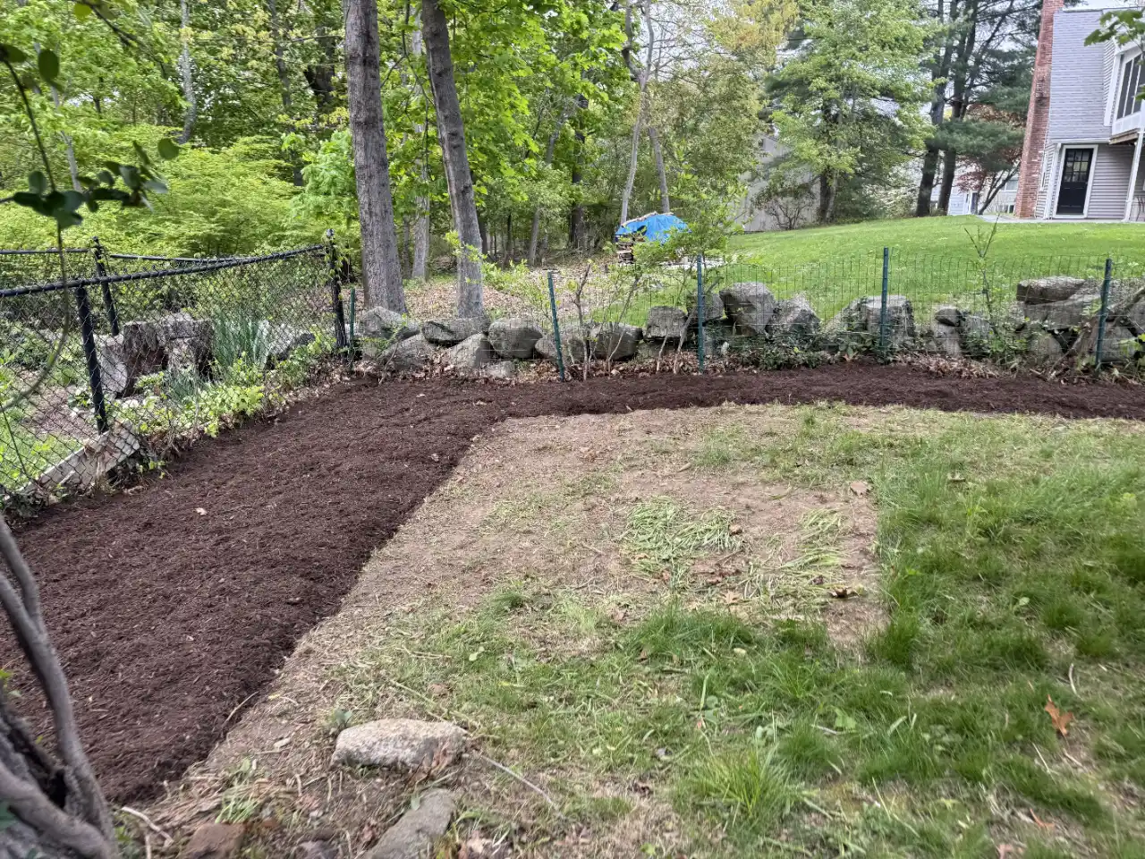 Hostas growing in a mulched garden bed