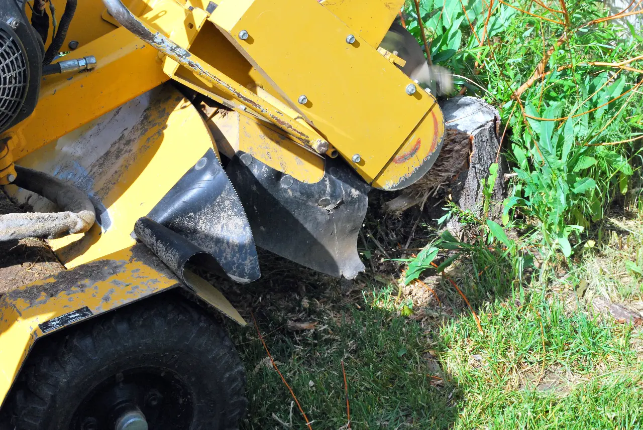 Professional stump grinder removing a tree stump in Massachusetts