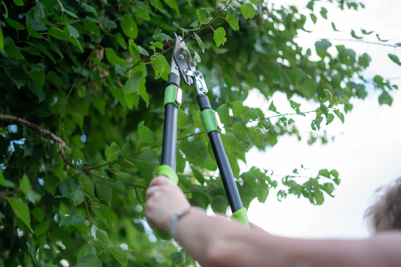 Tree Pruning work in progress in Hanover, MA