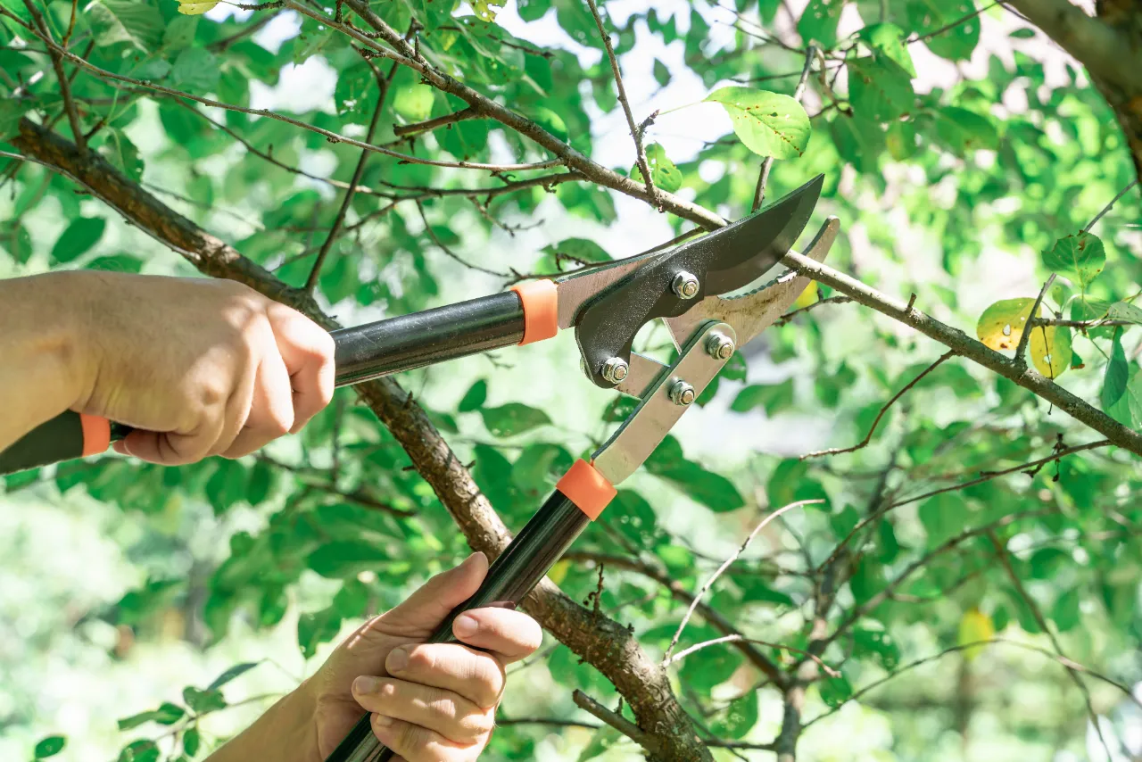 Tree Pruning work in progress in Rockland, MA