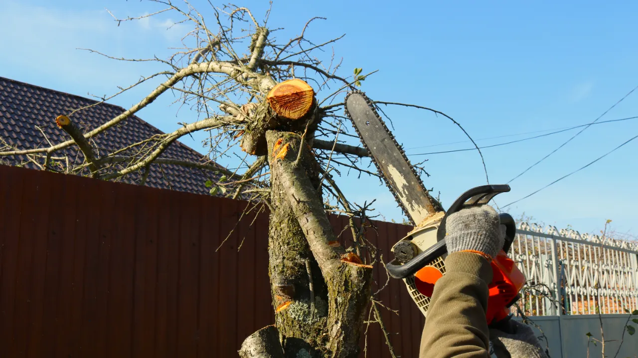 Tree Removal work in progress in Rockland, MA