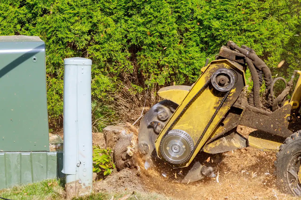 Stump grinder removing a stump in an urban area