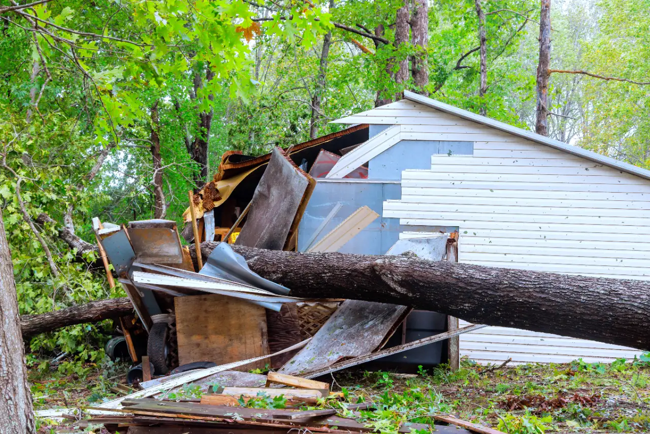 Tree that fell and destroyed a shed during a storm