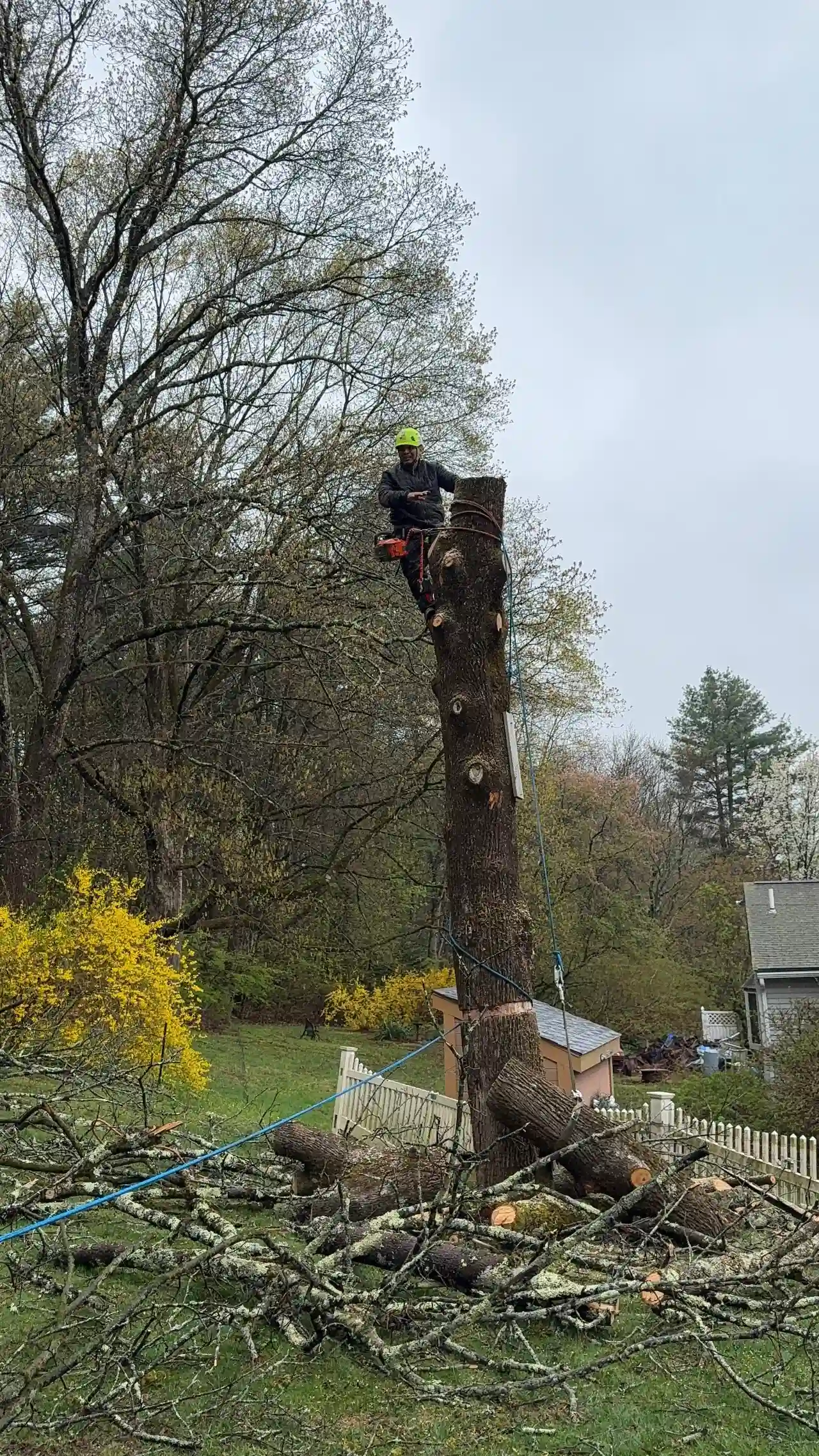 Tree Pruning work in progress in Norwell, MA