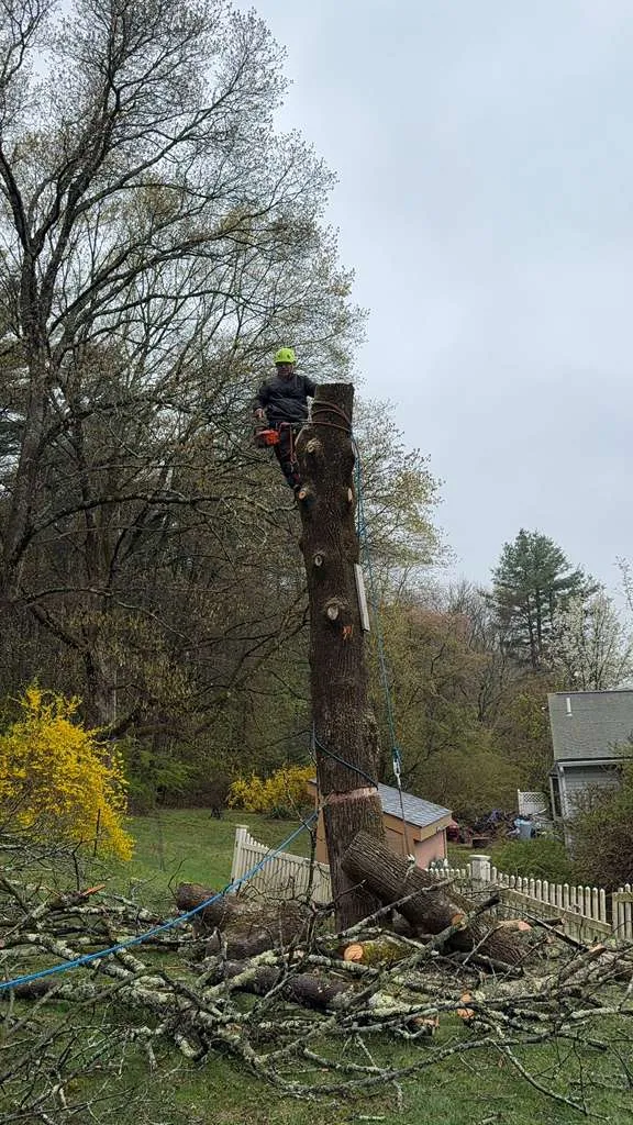 Completed tree pruning job on a residential lot in Norwell