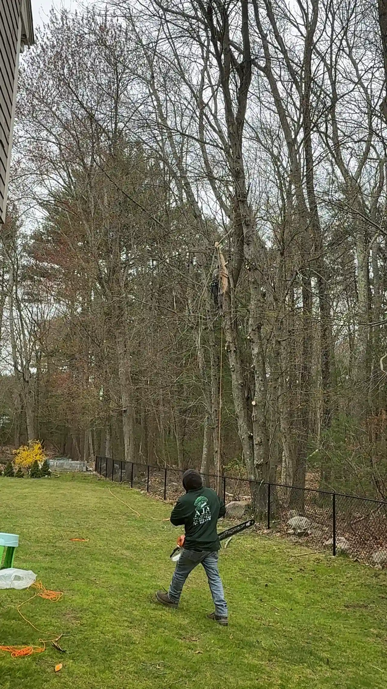 Tree Pruning work in progress in Sharon, MA