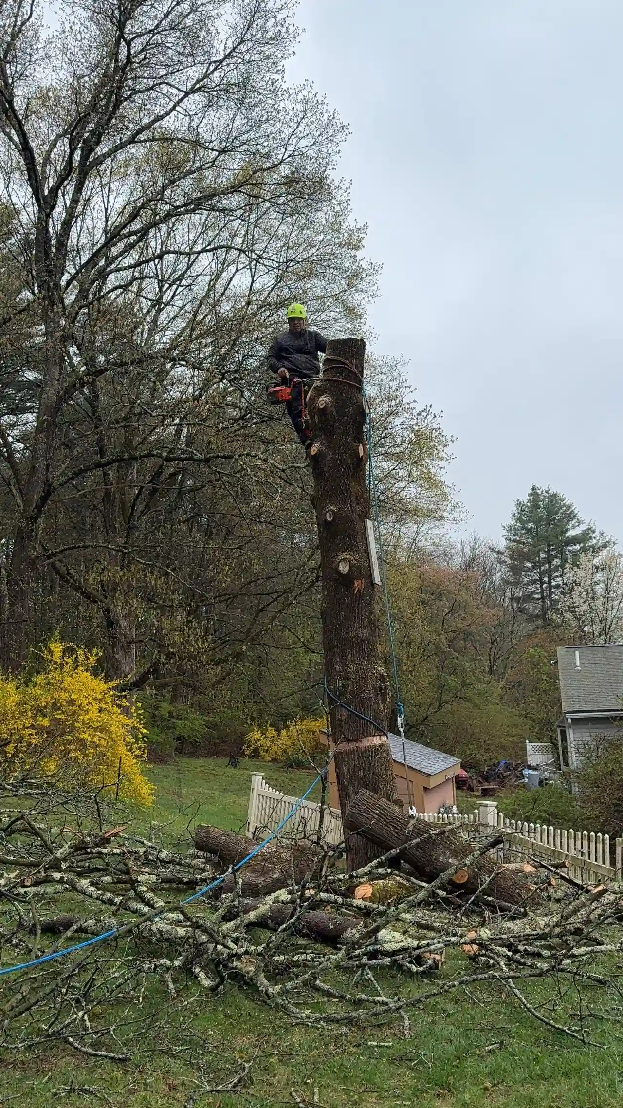 Completed tree pruning job on a residential lot in Sharon