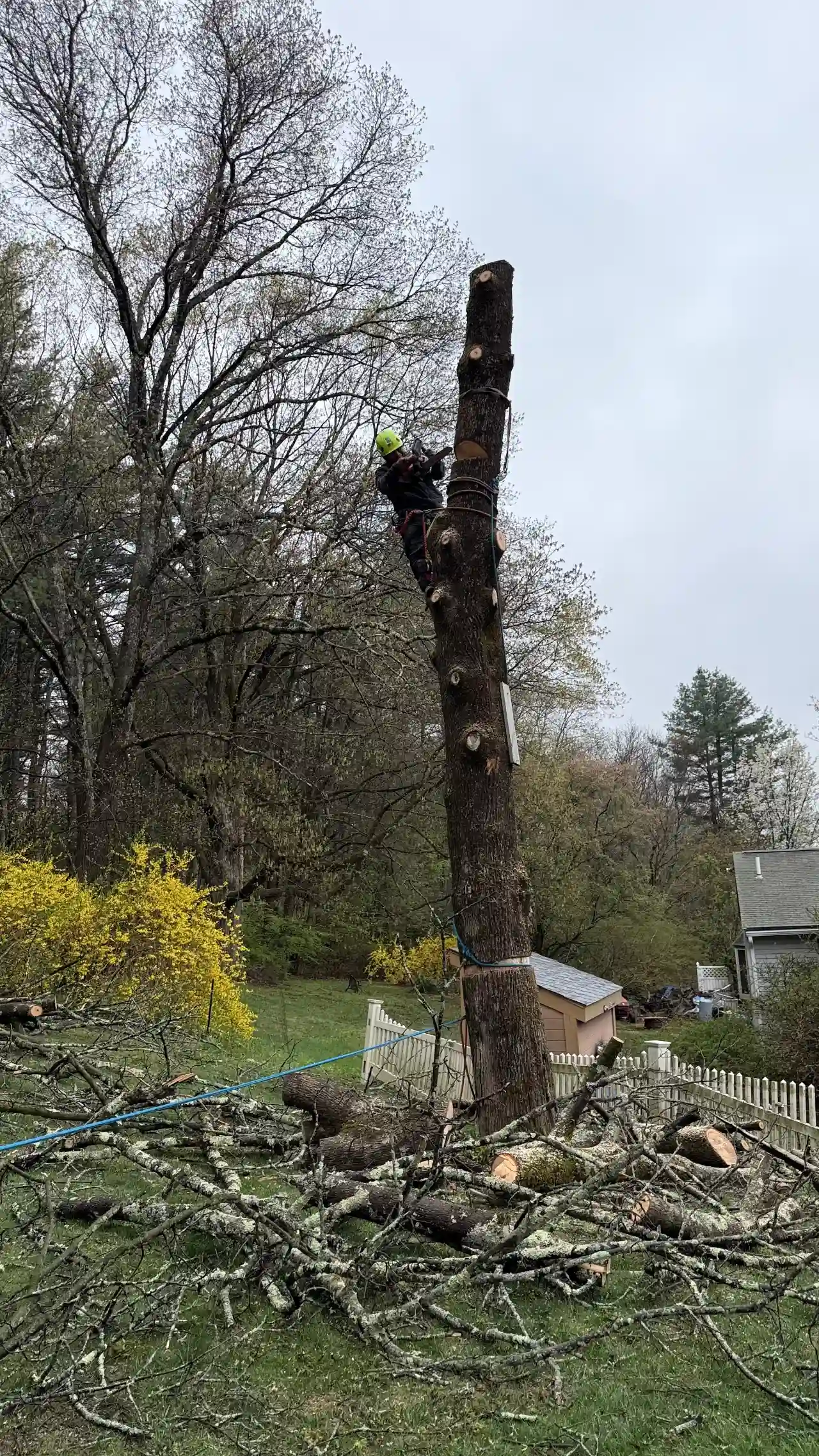 Stump Grinding work in progress in Sharon, MA