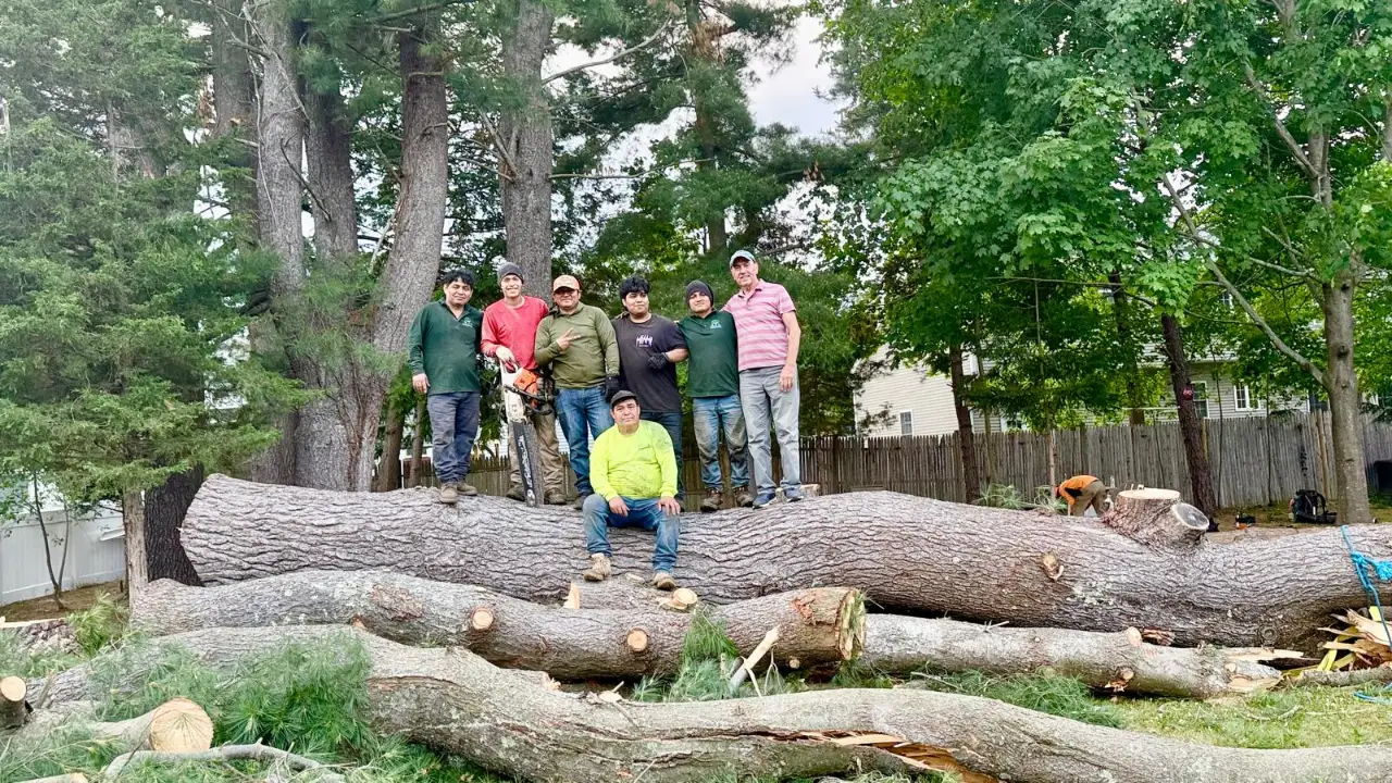 Tree removal crew cutting a large tree in Massachusetts