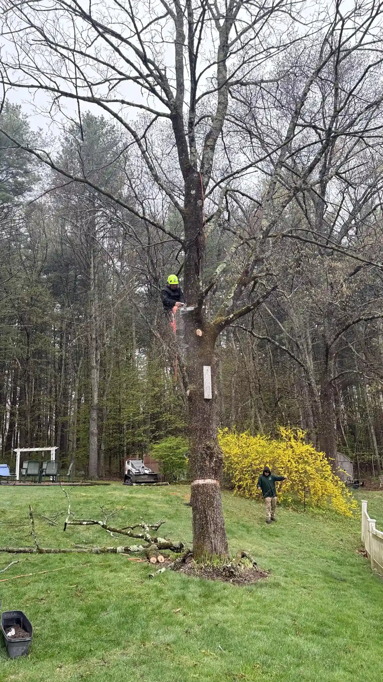 Stump grinding equipment removing a tree stump in Massachusetts