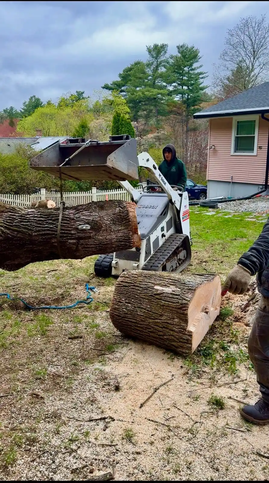 Declining tree on a residential property