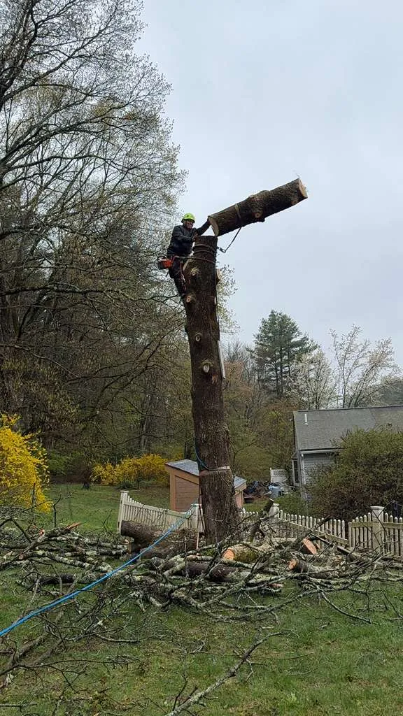Crew removing a tree near a house