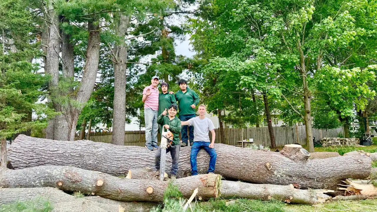 Completed tree removal job on a residential lot in Sharon