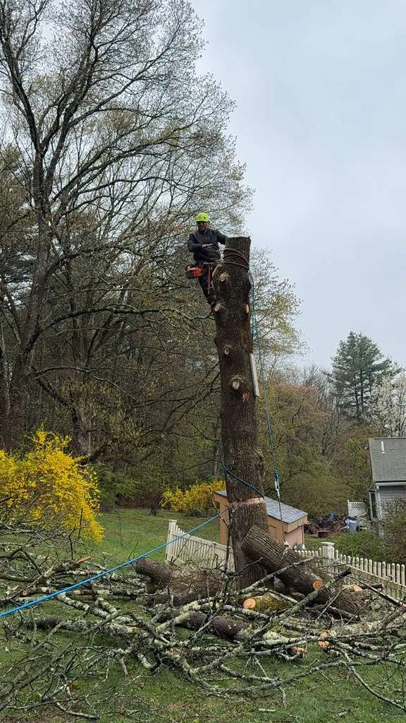 Tree trimming service on a residential property in Massachusetts