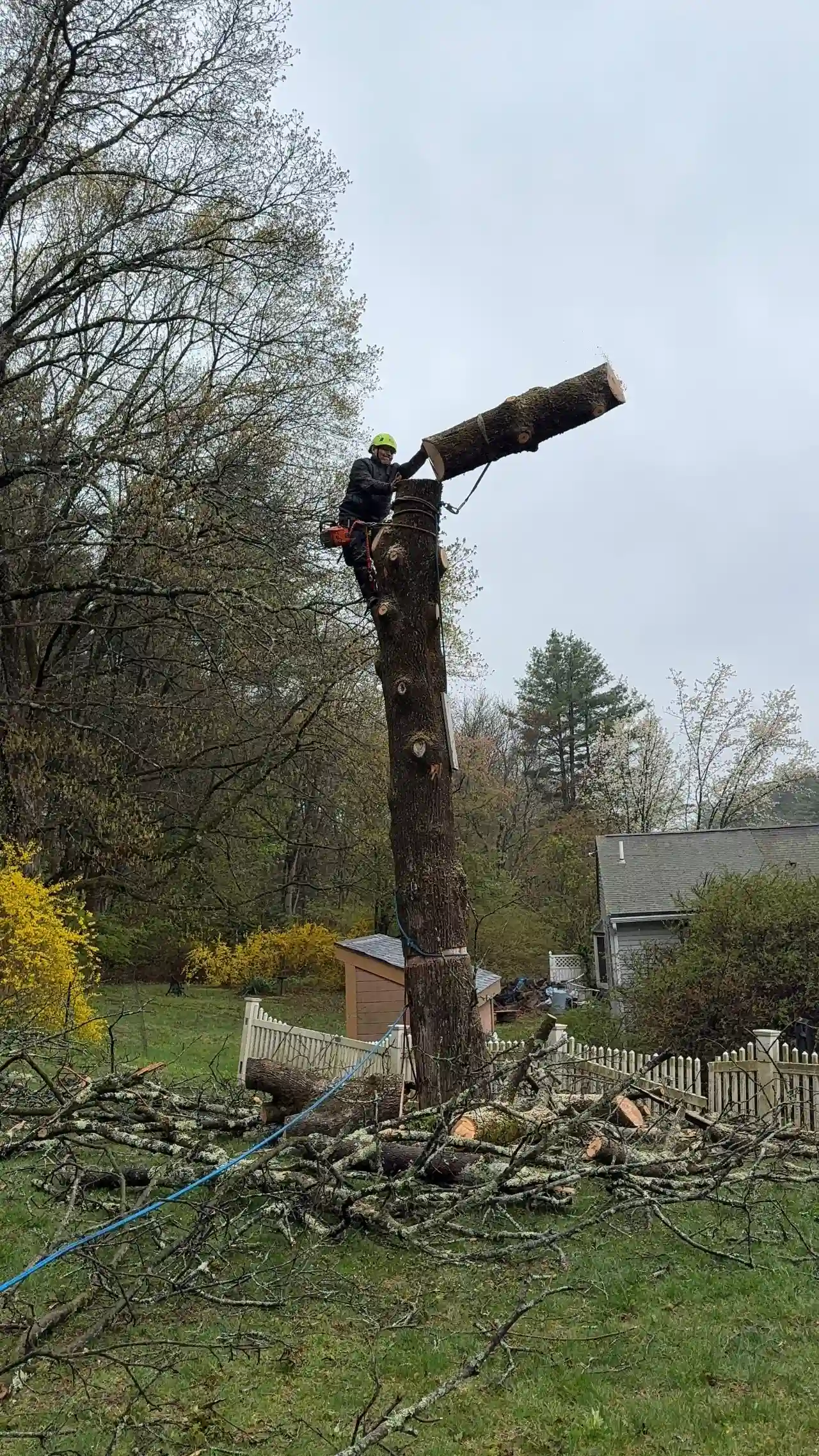 Tree trimming on a residential property in Sharon, Massachusetts