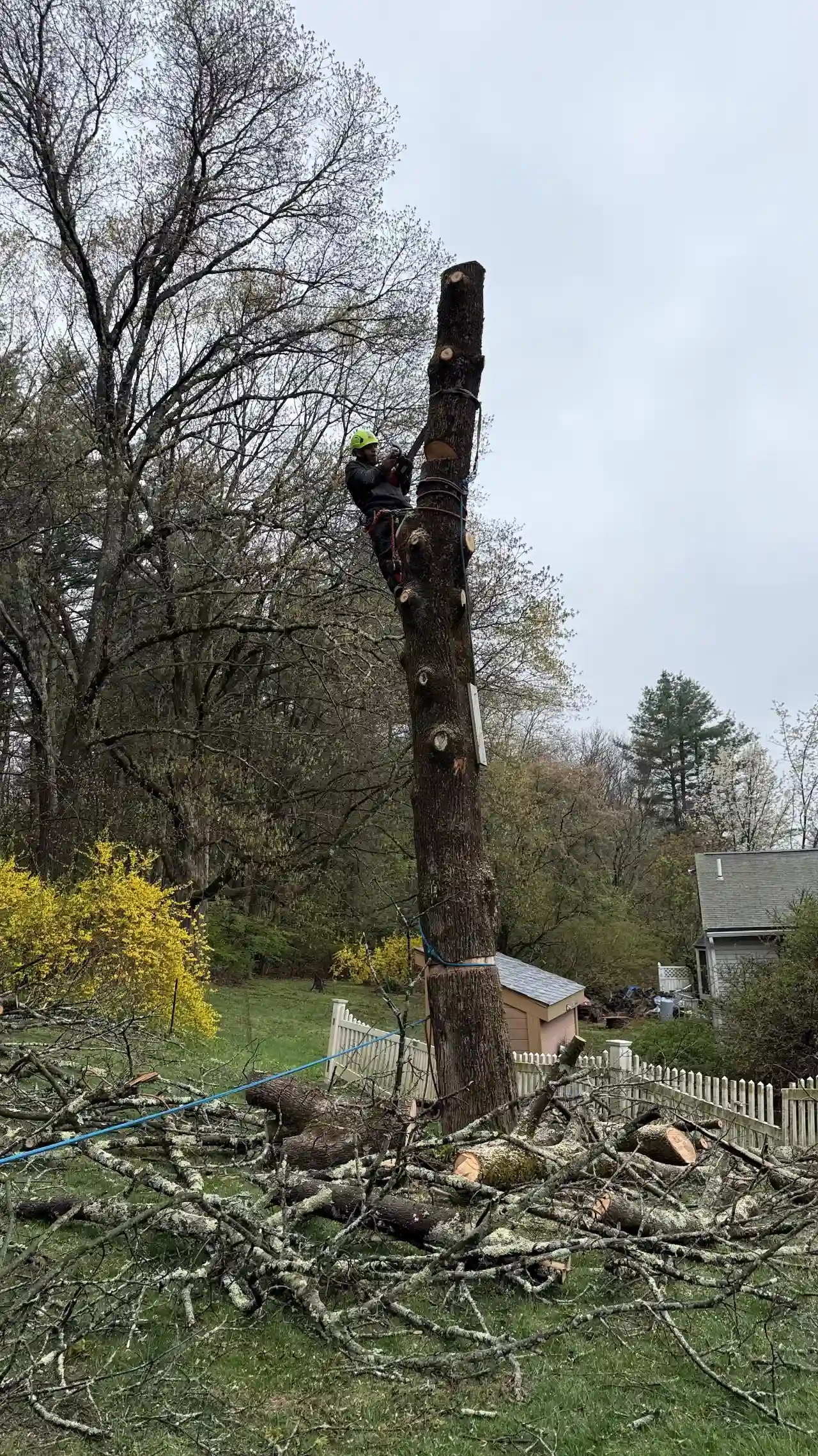 Completed tree trimming job on a residential lot in Norwell