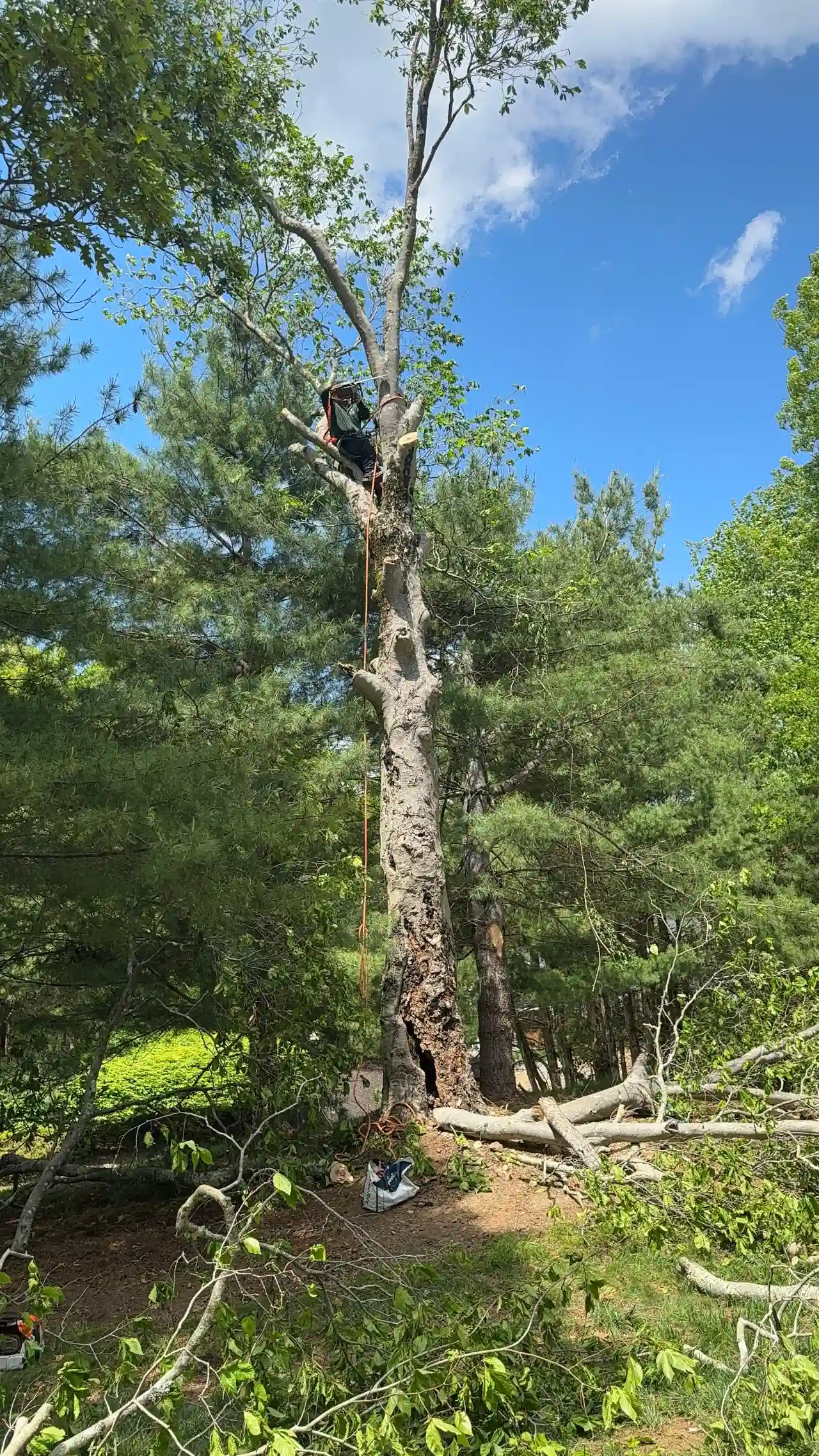 Tree Trimming work in progress in Sharon, MA