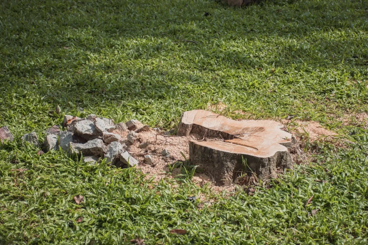 Tree stump with sawdust after grinding