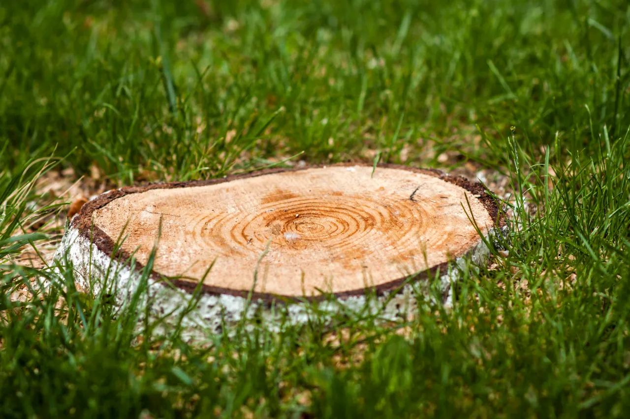 Tree stump in green grass before grinding