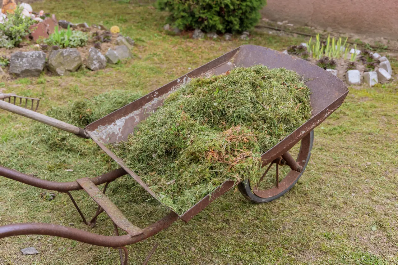 Wheelbarrow loaded with freshly cut grass