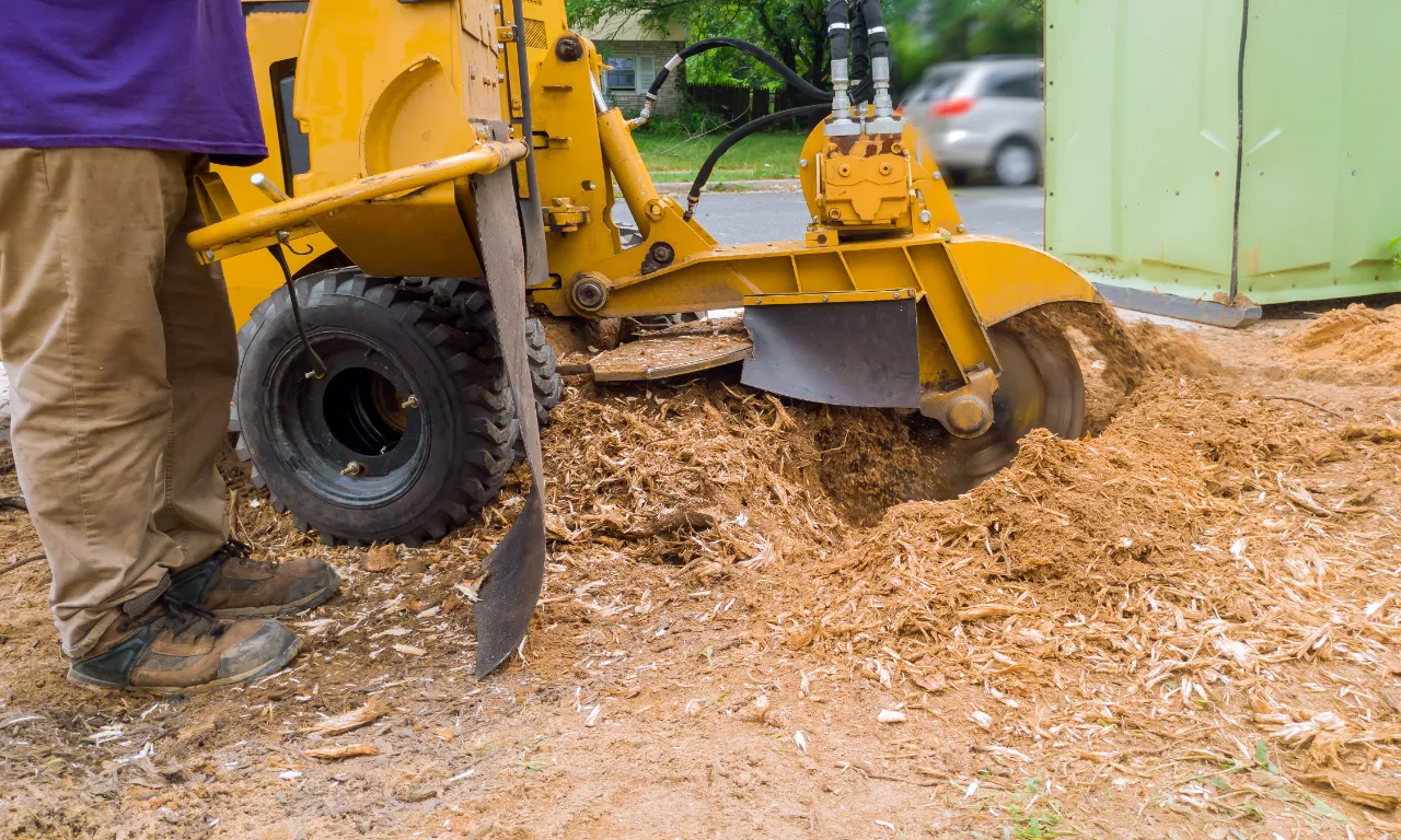 Stump grinding on a residential property in Rockland, Massachusetts